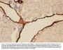 Anti-Adiponectin/ADIPOQ Antibody Picoband®