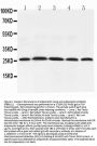 Anti-Adiponectin/ADIPOQ Antibody Picoband®