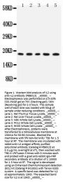 Anti-IL2 Antibody Picoband®
