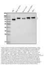 Anti-ICAM1 Antibody Picoband®