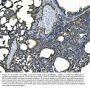 Anti-ICAM1 Antibody Picoband®