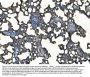 Anti-ICAM1 Antibody Picoband®