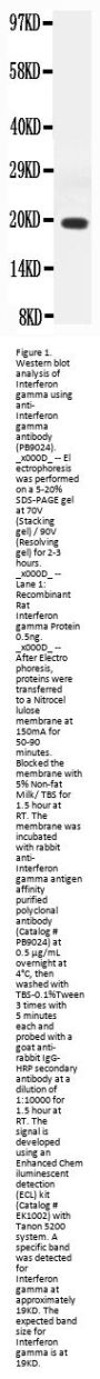 Anti-Interferon gamma/IFNG Antibody Picoband®