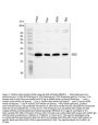 Anti-BID Antibody Picoband®