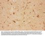 Anti-CNTF Antibody Picoband®