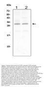 Anti-CNTF Antibody Picoband®