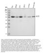 Anti-AKT2 Antibody Picoband®