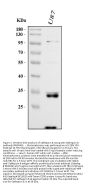Anti-Cathepsin B/CTSB Antibody Picoband®