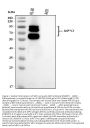Anti-Myeloperoxidase/MPO Antibody Picoband®