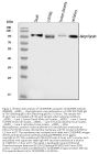 Anti-CD10/MME Antibody Picoband®
