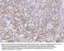 Anti-CD10/MME Antibody Picoband®