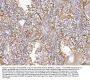 Anti-CD10/MME Antibody Picoband®