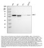 Anti-Src Antibody Picoband®