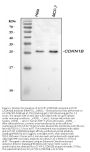 Anti-p27 KIP 1/CDKN1B Antibody Picoband®