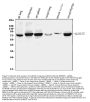 Anti-15 Lipoxygenase 1/ALOX15 Antibody Picoband®