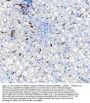 Anti-Heme Oxygenase 1/HMOX1 Antibody Picoband®