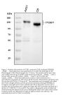 Anti-Integrin beta 1/ITGB1 Antibody Picoband®