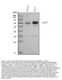 Anti-alpha 1 Fetoprotein/AFP Antibody Picoband®