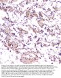 Anti-beta Amyloid/APP Antibody Picoband®