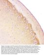 Anti-beta Amyloid/APP Antibody Picoband®
