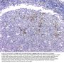 Anti-beta Amyloid/APP Antibody Picoband®