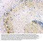 Anti-beta Amyloid/APP Antibody Picoband®