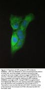 Anti-beta Amyloid/APP Antibody Picoband®