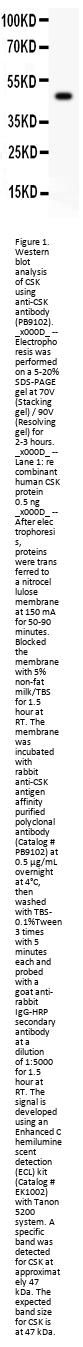 Anti-Csk Antibody Picoband®