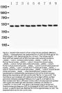 Anti-Csk Antibody Picoband®