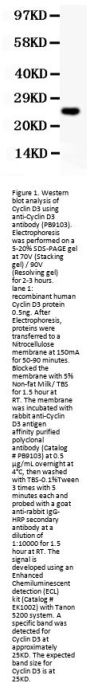 Anti-Cyclin D3/CCND3 Antibody Picoband®