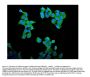 Anti-Cyclin B1/CCNB1 Antibody Picoband®