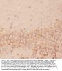 Anti-FSH beta/FSHB Antibody Picoband®