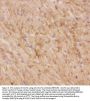 Anti-Glucose Transporter GLUT4/SLC2A4 Antibody Picoband®