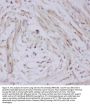 Anti-Glucose Transporter GLUT4/SLC2A4 Antibody Picoband®