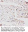 Anti-Glucose Transporter GLUT4/SLC2A4 Antibody Picoband®