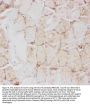 Anti-Glucose Transporter GLUT4/SLC2A4 Antibody Picoband®