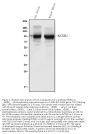 Anti-Kv2.1/KCNB1 Antibody Picoband®