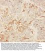 Anti-Kv2.1/KCNB1 Antibody Picoband®