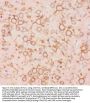 Anti-Kv2.1/KCNB1 Antibody Picoband®