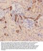 Anti-MUC1 Antibody Picoband™