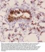 Anti-MUC1 Antibody Picoband™