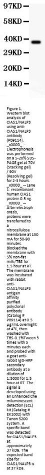 Anti-CIAS1/NALP3/NLRP3 Antibody Picoband®