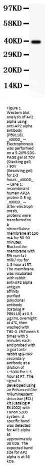 Anti-AP2 alpha/TFAP2A Antibody Picoband®