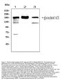 Anti-Angiotensin Converting Enzyme 1/ACE Antibody Picoband®
