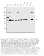 Anti-Annexin A1/ANXA1 Antibody Picoband®