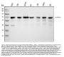 Anti-ATF2 Antibody Picoband®