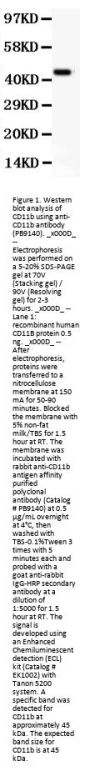 Anti-CD11b/ITGAM Antibody Picoband®