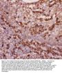Anti-CD11b/ITGAM Antibody Picoband®