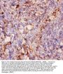 Anti-CD11b/ITGAM Antibody Picoband®