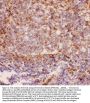 Anti-CD11b/ITGAM Antibody Picoband®